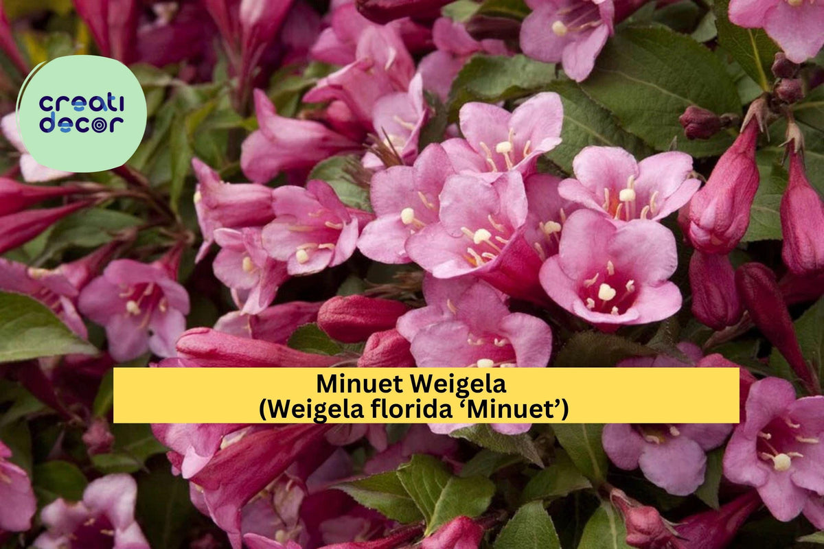 Minuet Weigela Cutting 8–12 Inches Pink Blooms Weigela florida ‘Minuet’ Compact Flowering Shrub for Garden Borders