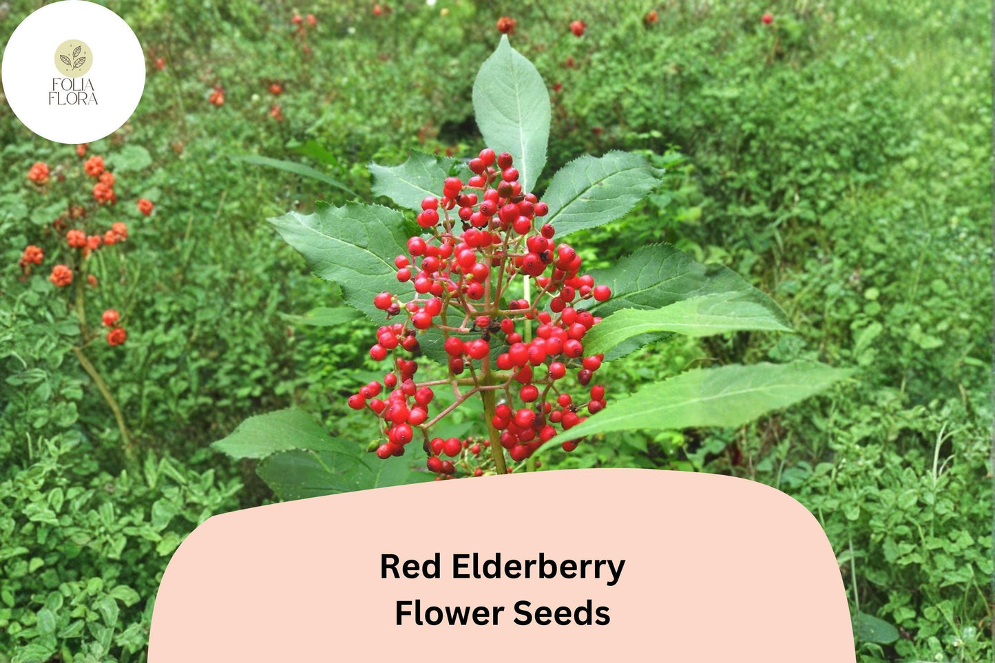 Red Elderberry Seeds - 30 Sambucus racemosa for Woodland & Wildlife Gardens