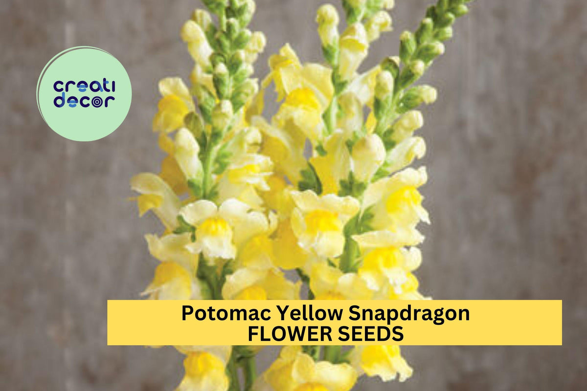 1000+ Potomac Yellow Snapdragon Seeds – Bright Yellow Tall Spikes for Gardens & Cut Flowers
