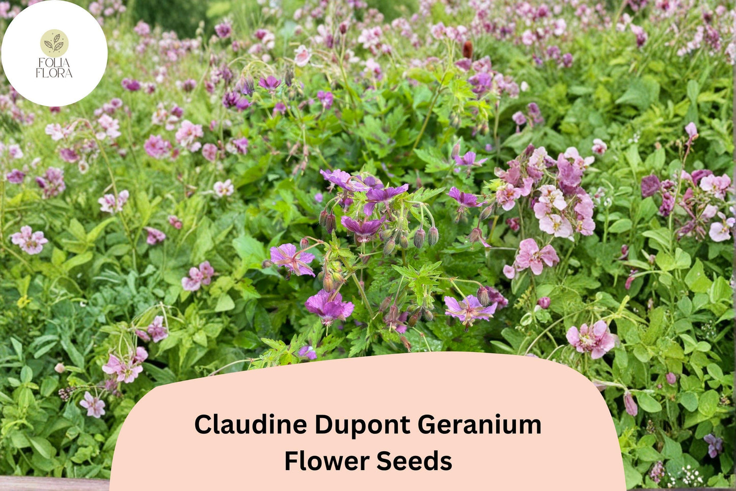 25+ Claudine Dupont Geranium Seeds | Long-Blooming Purple Perennial for Gardens & Containers
