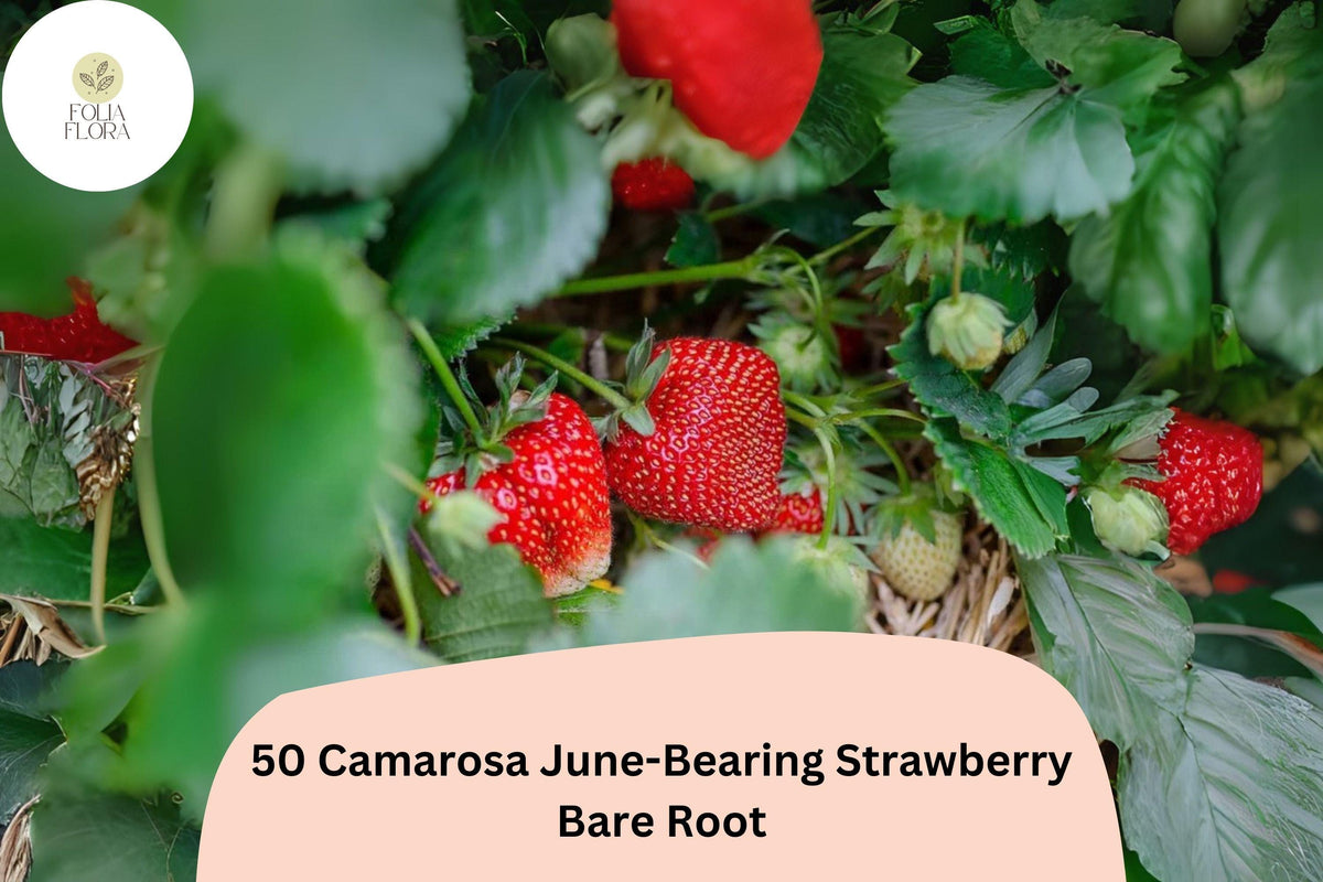 50 Live Bare Root Camarosa Strawberry Plants | NON-GMO June-Bearing | Fragaria × ananassa | Sweet Red Berries for Garden