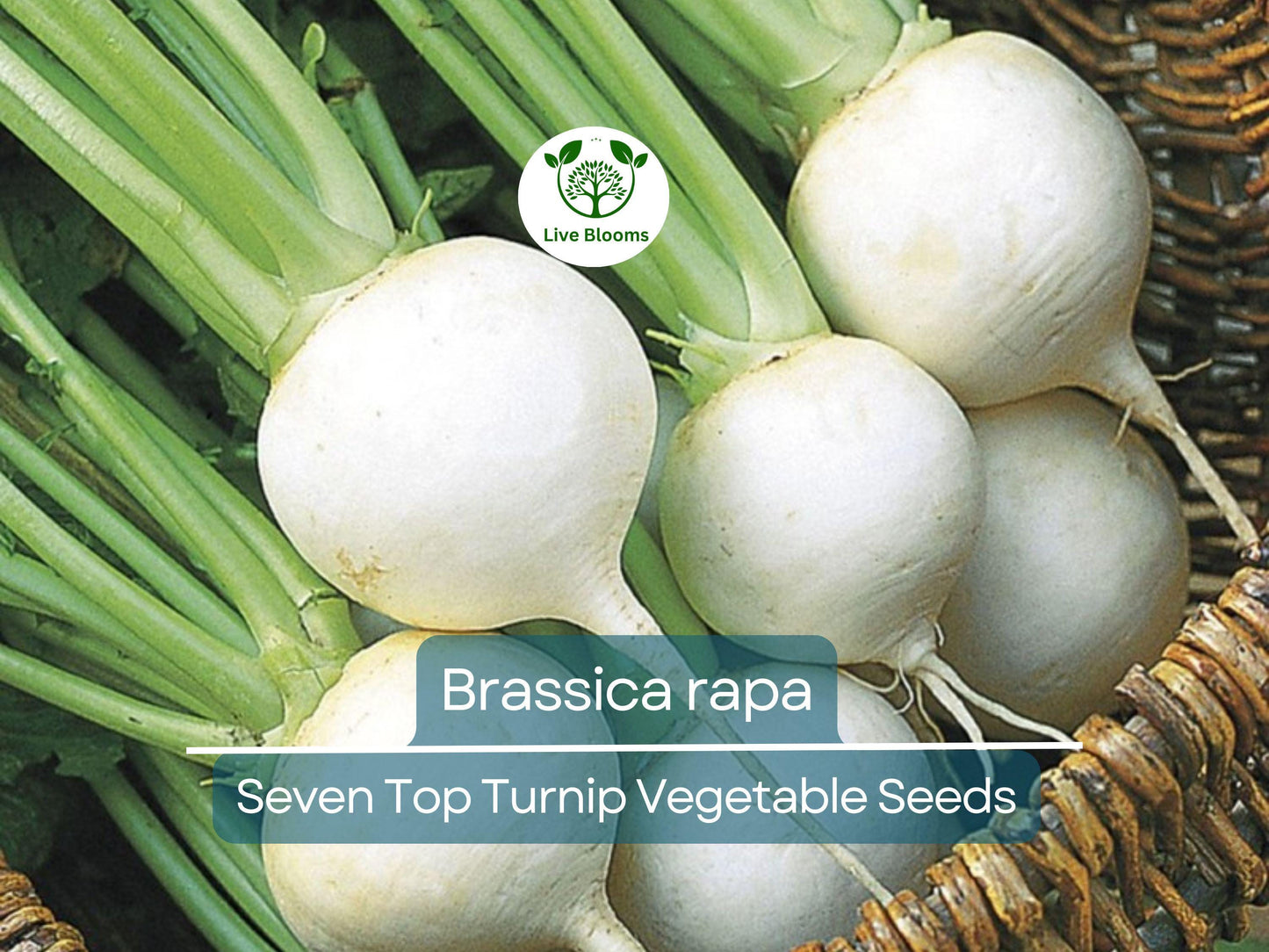 1000 mg Turnip Seven Top Seeds - Heirloom Brassica rapa Leafy Greens for Gardening & Fresh Harvest