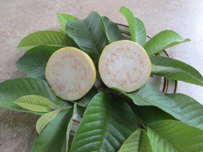 Peruvian White Guava Tree Bare Root Starter – Psidium guajava – Sweet Tropical Fruit – Self-Fertile, Compact, Fast Growing