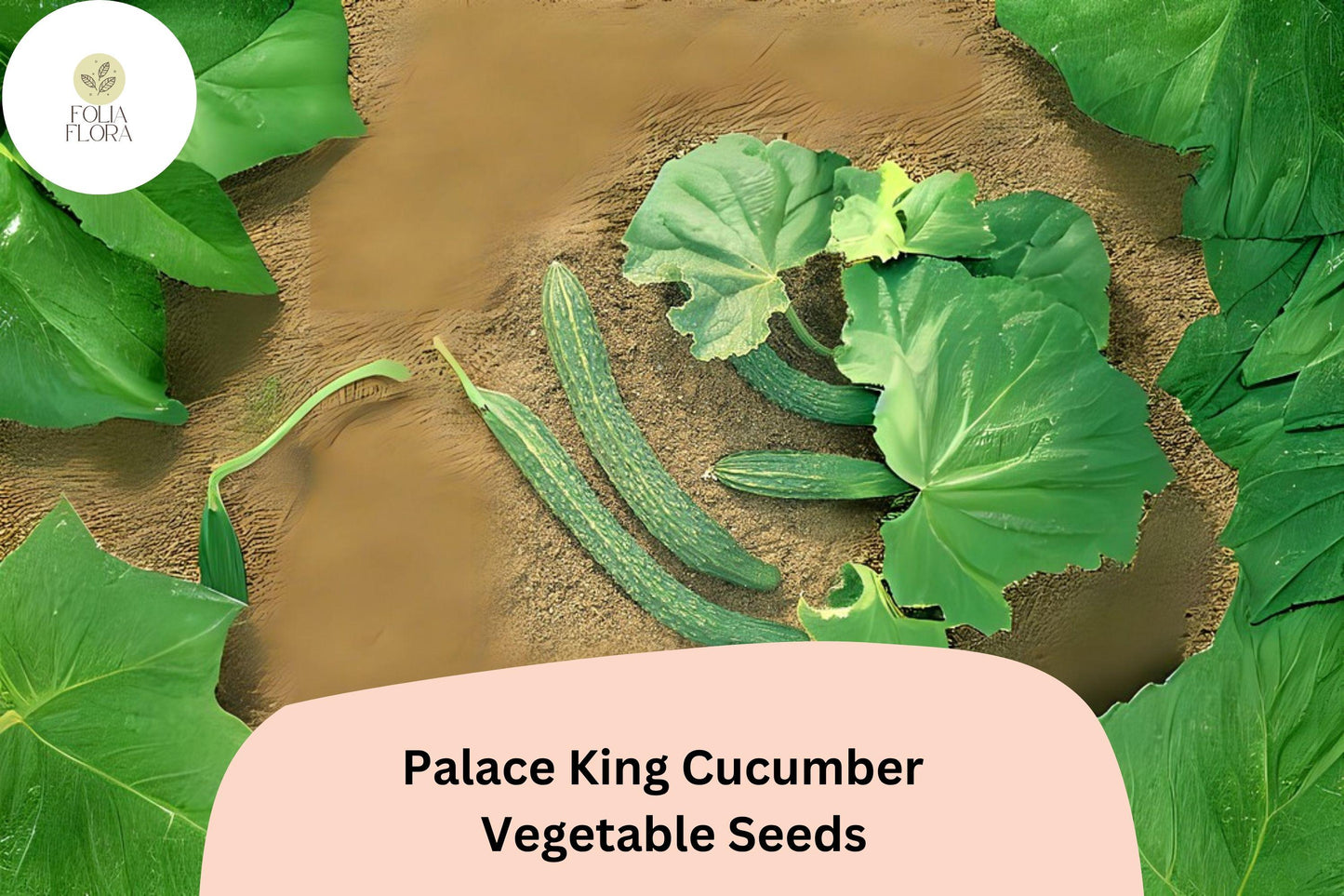 25 Palace King Cucumber Seeds | Easy Grow Hybrid | High Yield & Fast Growing for Home Gardens