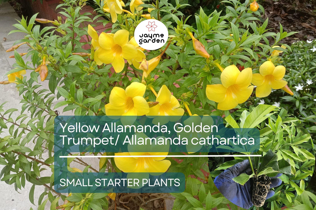 Yellow Allamanda Starter Plant - Golden Trumpet - Allamanda cathartica - Tropical Perennial with Vibrant Yellow Flowers