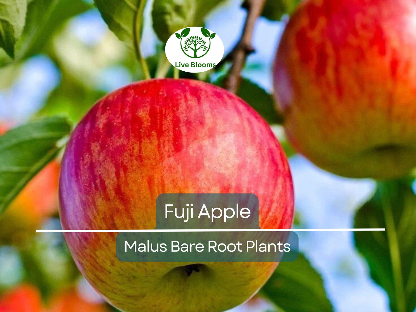 Fuji Apple Tree Bare Root 12-15" – Sweet Crisp Apples, Cold Hardy, Self-Fertile, USDA Zones 5-9
