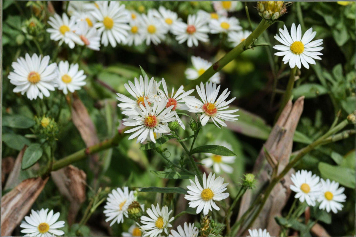 Heath Aster Seeds - 100 Non-GMO Seeds for Pollinator Gardens - Airy White Blooms - Symphyotrichum pilosus - Native Fall Wildflower