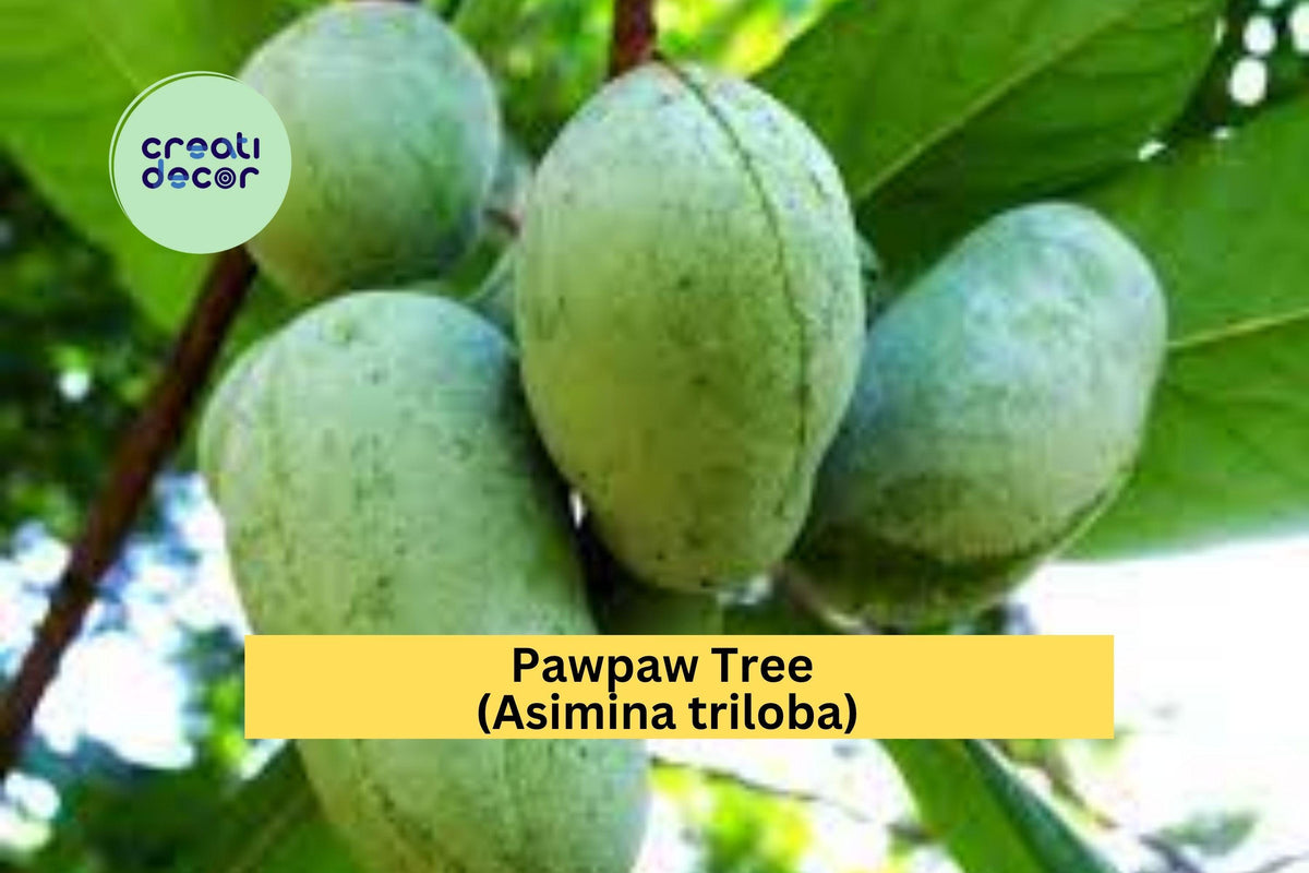 Pawpaw Tree Seedling | Live Asimina triloba | Native North American Fruit Tree | Edible Perennial Plant