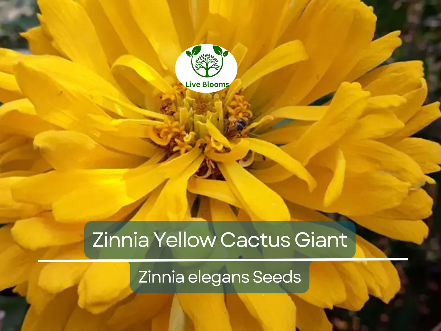 100 Zinnia elegans Yellow Cactus Giant Seeds - Heirloom, Non-GMO, Large Yellow Blooms, Easy to Grow Annual