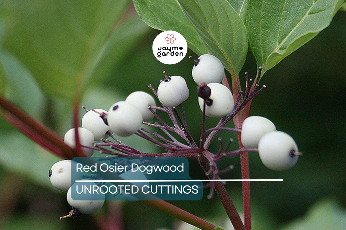 Red Osier Dogwood Cuttings - 12 Live Starter Plants for Hedges, Wildlife & Pollinators - Cornus sericea - Hardy Zones 2-7