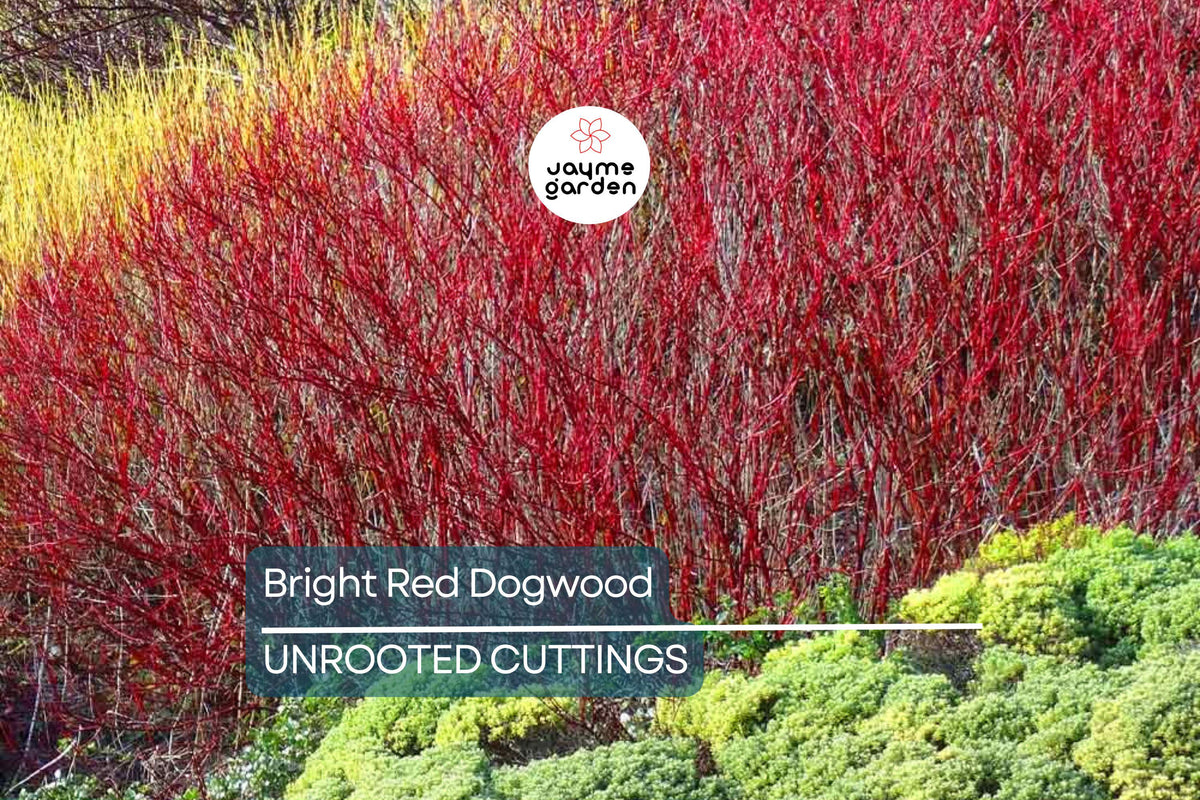 Redosier Dogwood Cuttings - Fresh Unrooted, Bright Red Stems, Easy to Root, Cornus sericea, Ideal for Privacy & Landscaping