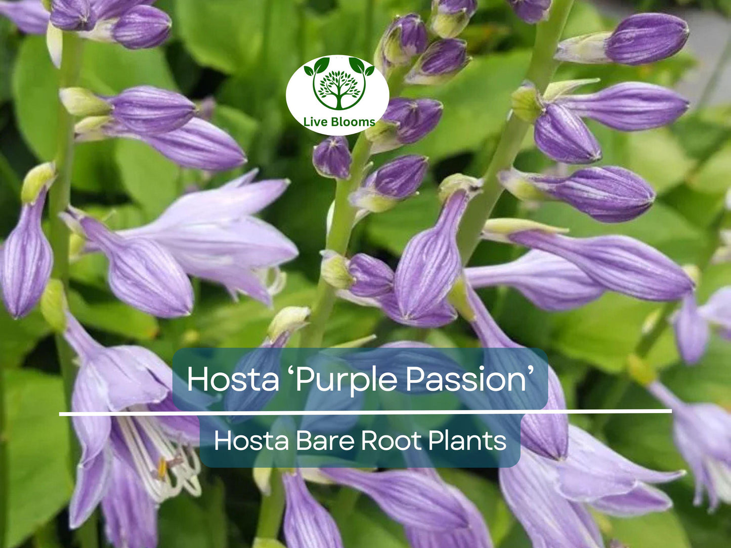 7 Live Hosta Plants Purple Passion Variety - Shade Perennial with Green Foliage & Lavender Flowers