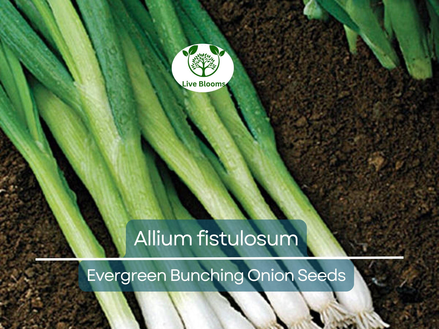 250 mg Onion Evergreen Bunching Seeds - Hardy Perennial Green Onion for Vegetable Gardens