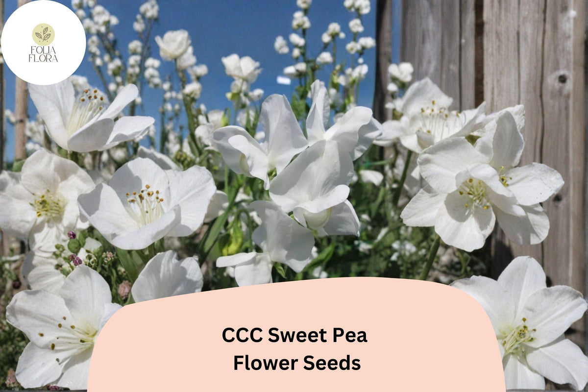 CCC Sweet Pea Seeds | 50+ Untreated Seeds | Lathyrus odoratus | Climbing Annual Vine for Garden Planting