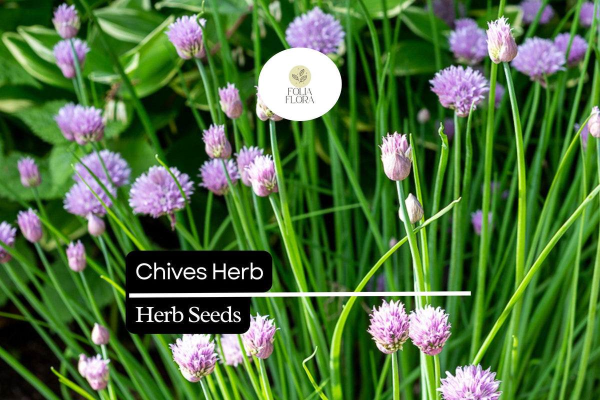 150 Heirloom Chive Herb Seeds – Allium schoenoprasum – Perennial, Mild Onion Flavor, Pollinator-Friendly