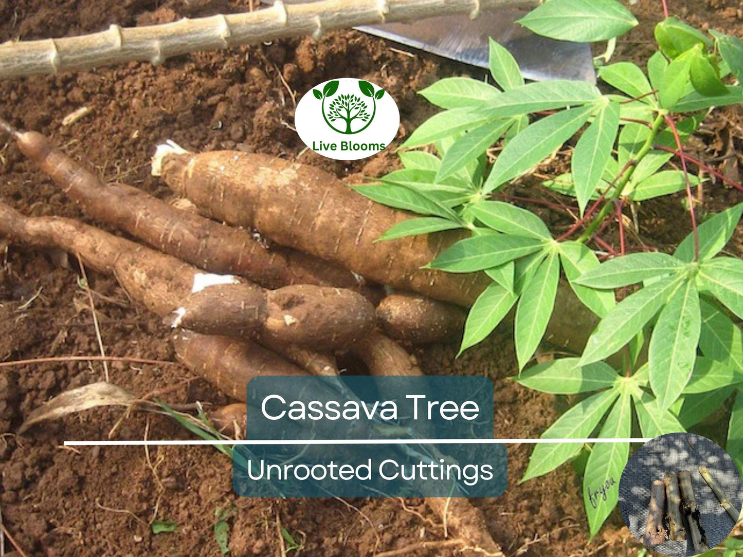 4 Healthy White Cassava Cuttings - Manihot esculenta Unrooted Cuttings for Planting