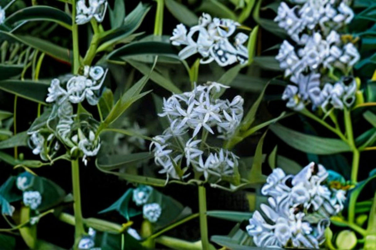 Eastern Bluestar Seeds - 10 Pack - Amsonia tabernaemontana - Native Perennial Wildflower with Soft Blue Spring Blooms