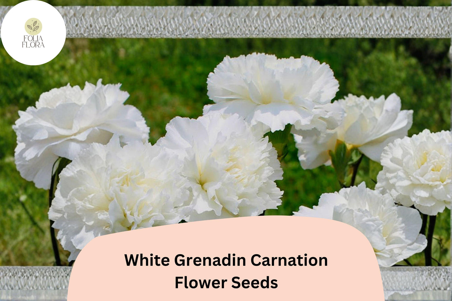 200+ White Grenadin Carnation Seeds | Dianthus caryophyllus | Pure White Double Blooms for Gardens