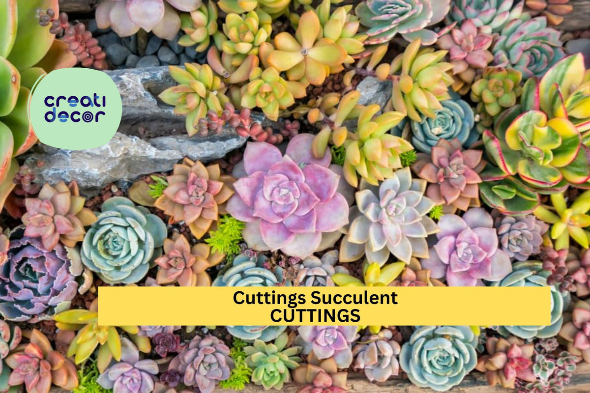 20 Succulent Cuttings | 10 Rare Varieties No Duplicates | Premium Assorted Starter Set for Gardens & Terrariums