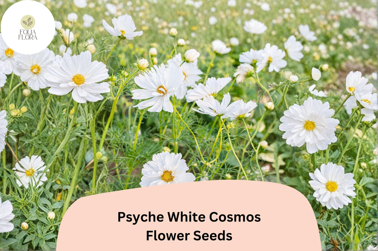 200+ Psyche White Cosmos Seeds | Pure White Cosmos Bipinnatus Annual Flowers