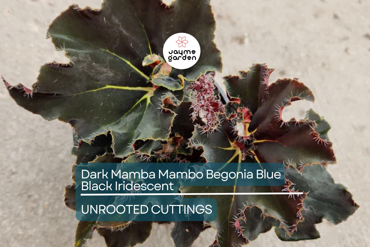 Rare 4" Black Mamba Mambo Begonia | Iridescent Blue-Back Glow | Exotic Foliage | Begonia 'Black Mamba Mambo'