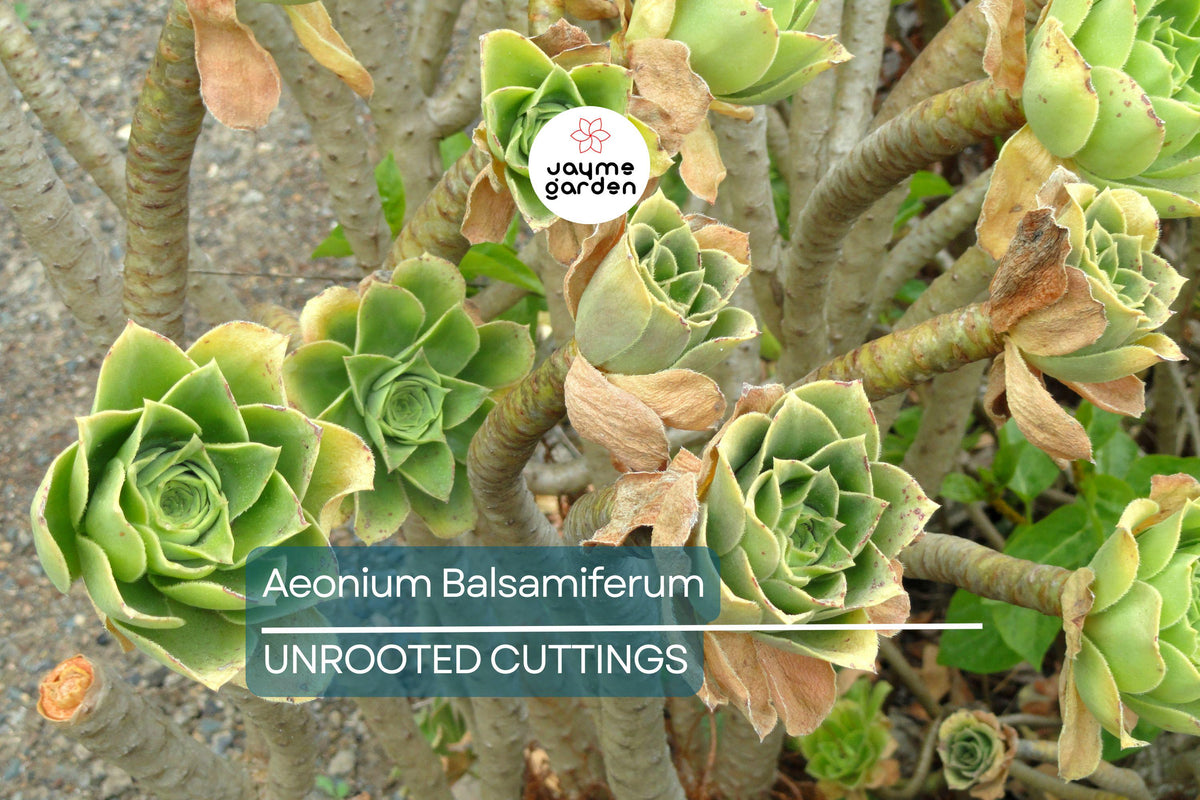 Aeonium Cutting 4" Unrooted Succulent Plant | Unique Broccoli Shape | Drought Tolerant | Aeonium Balsamiferum