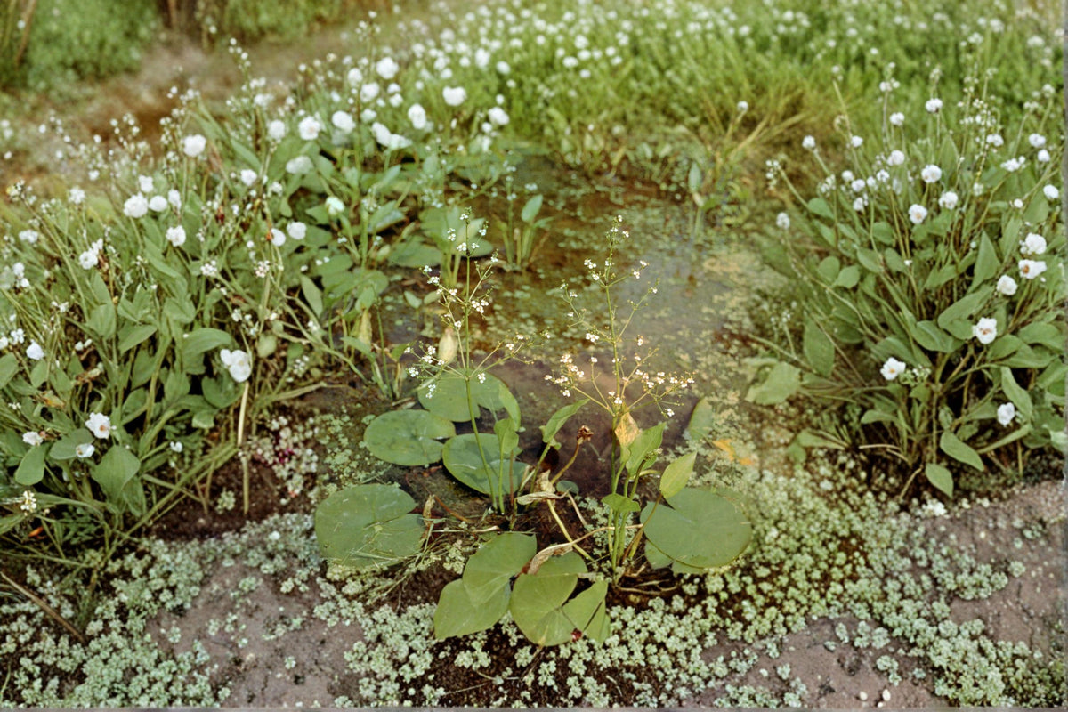 Large-flowered Water Plantain Seeds - 300 Count | Aquatic Perennial | Alisma triviale | Pollinator-Friendly Wetland Plant