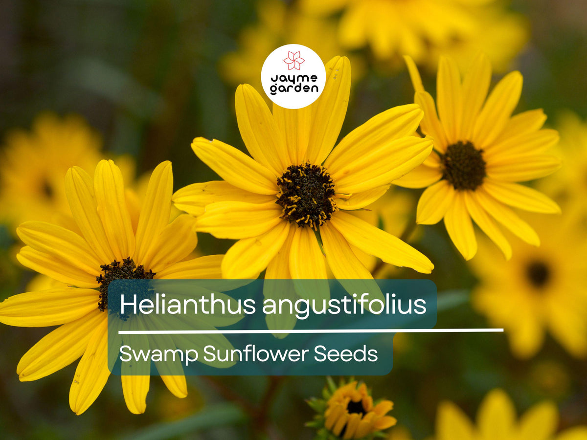 Narrowleaf Swamp Sunflower Seeds | 200 Seeds | Helianthus Angustifolius | Bright Yellow Blooms | Pollinator-Friendly Perennial