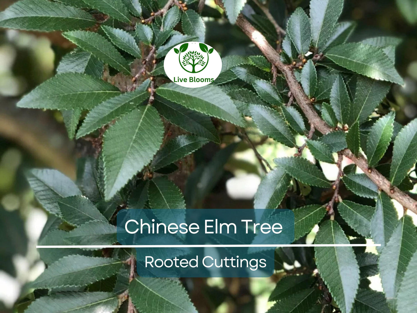3 Chinese Elm Tree (Ulmus Parvifolia) Rooted Cuttings for Bonsai & Ornamental Gardening
