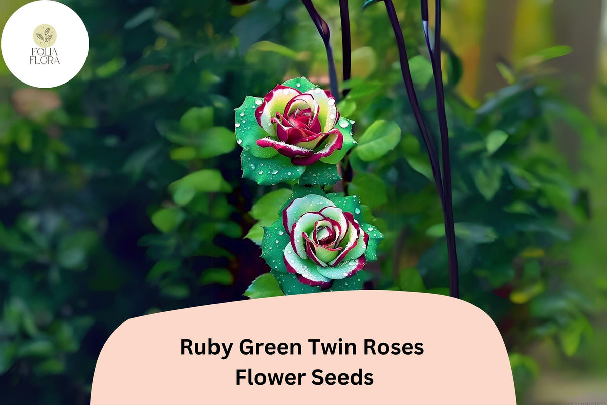 Ruby Green Twin Rose Seeds - 20 Rare Bi-Color Flower Seeds | Rosa spp. | Unique Red and Green Blooms for Garden or Containers