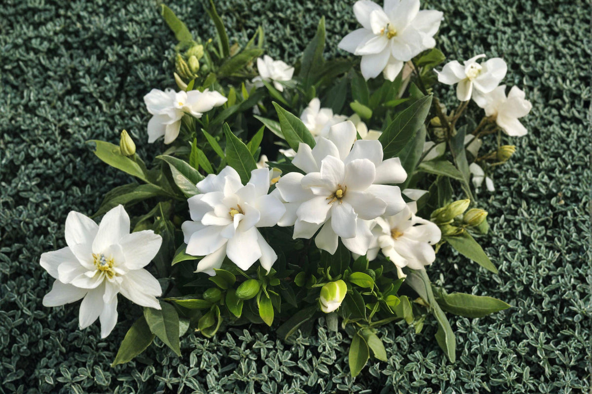 Gardenia Seeds - 20 Fragrant Cape Jasmine Seeds - Gardenia jasminoides - Aromatic Evergreen Shrub for Containers & Gardens