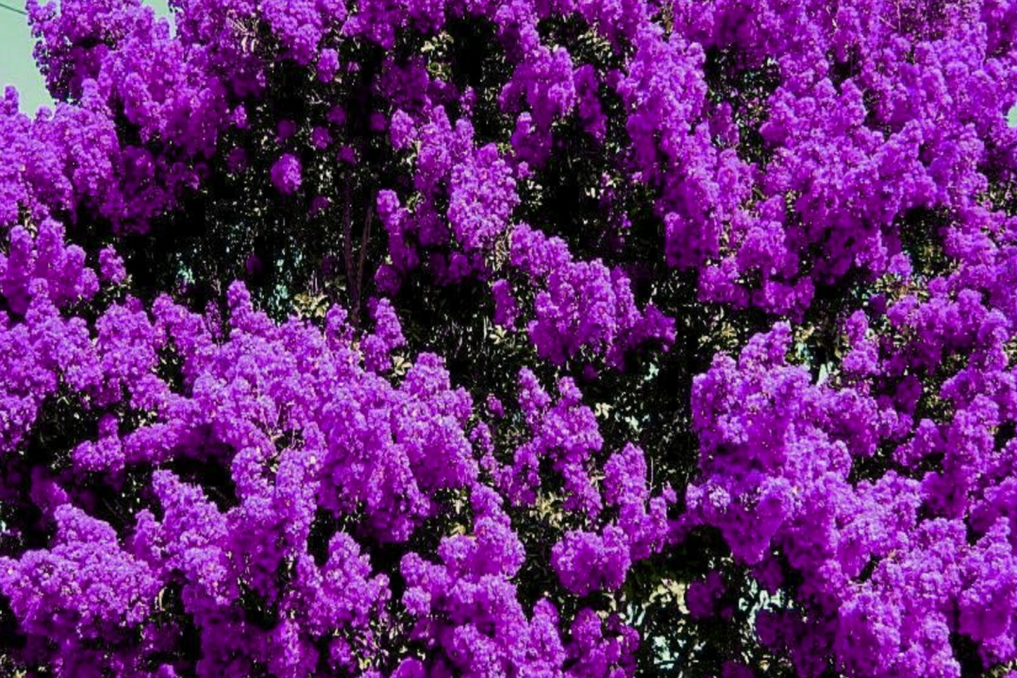 Purple Crape Myrtle Trees - 2+ft Bare Root Deciduous Garden Trees with Purple Flowers, Lagerstroemia indica