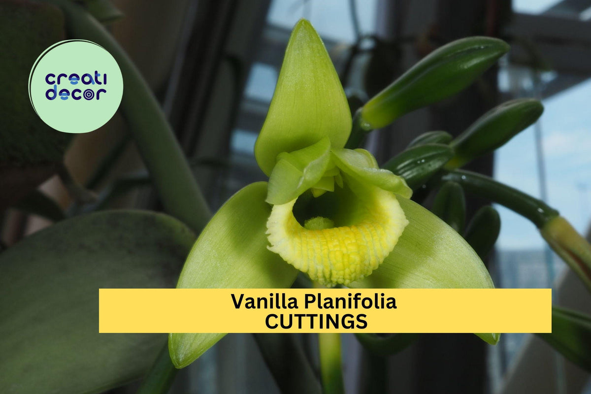 Vanilla Planifolia Fresh 12" Cuttings – Tropical Orchid Vine for Indoor & Greenhouse Growing