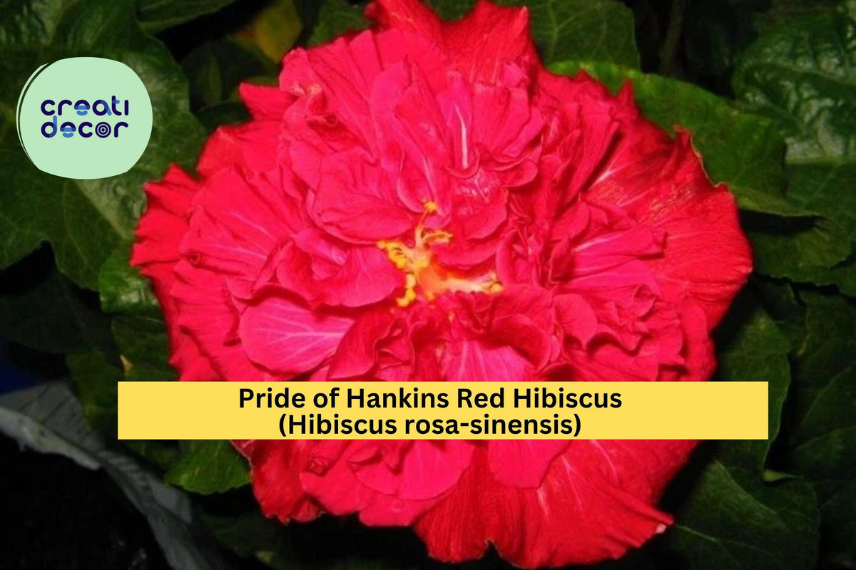 Pride of Hankins Red Hibiscus Plant - Rooted Tropical Starter - Triple Red Blooms - Hibiscus rosa-sinensis - Ideal for Garden or Patio