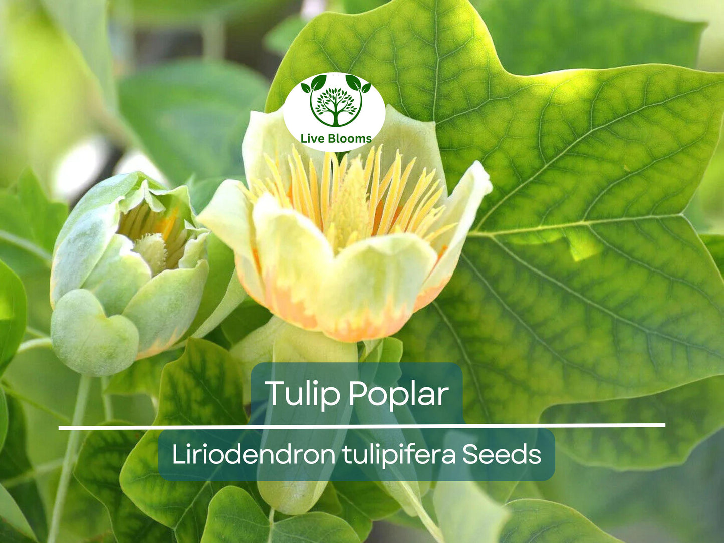 20 Tulip Poplar Seeds (Liriodendron tulipifera) - Fast-Growing Shade Tree with Yellow Tulip Flowers