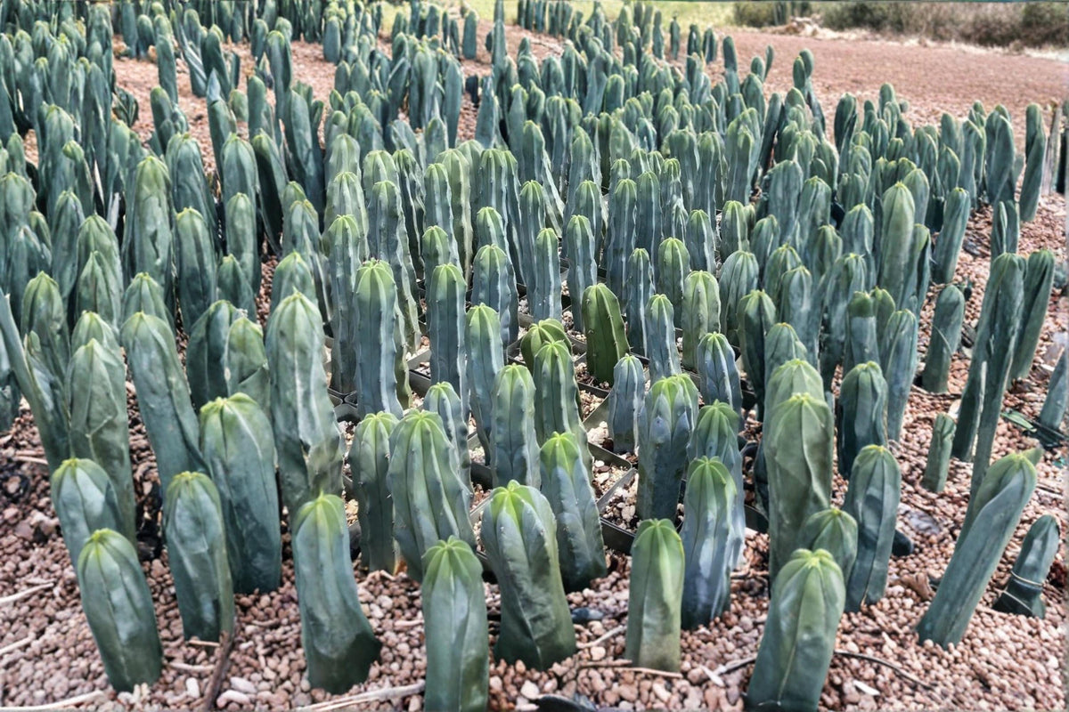 Blue Candle Cactus Seeds - 25 Pack Myrtillocactus geometrizans - Columnar Blue-Green Grafting Rootstock for Xeriscaping