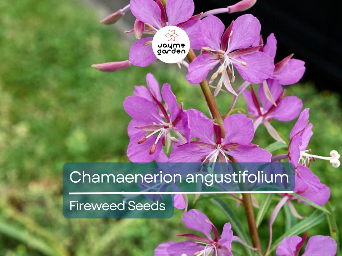 Fireweed Seeds 500 Count | Chamaenerion Angustifolium | Magenta Flower | Pollinator-Friendly | Fast-Growing Willow Herb