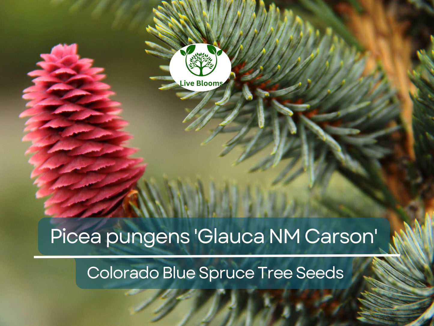50 Seeds Picea pungens 'Glauca NM Carson' Colorado Blue Spruce - Ornamental Evergreen Tree