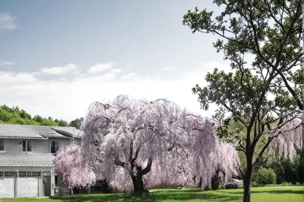 Weeping Cherry Tree Live Plant 2ft Tall Pale Pink Blossoms Prunus × yedoensis Ornamental Garden Tree