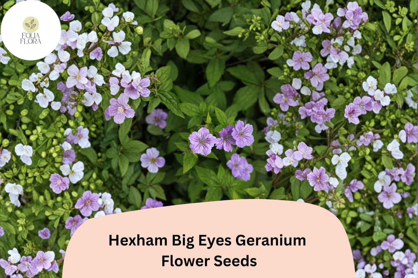 25+ Hexham Big Eyes Geranium Seeds – Hardy Perennial with Large Purple Blooms