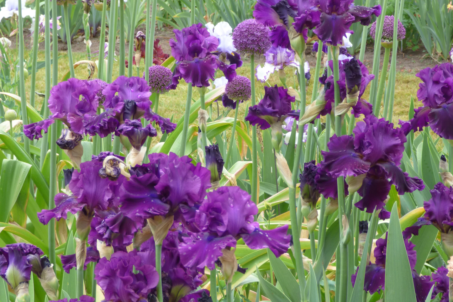For Veronica Iris Plant Quart Pot - Wine-Black Flowers, Hardy Perennial, Drought & Deer Resistant, Zones 3-10