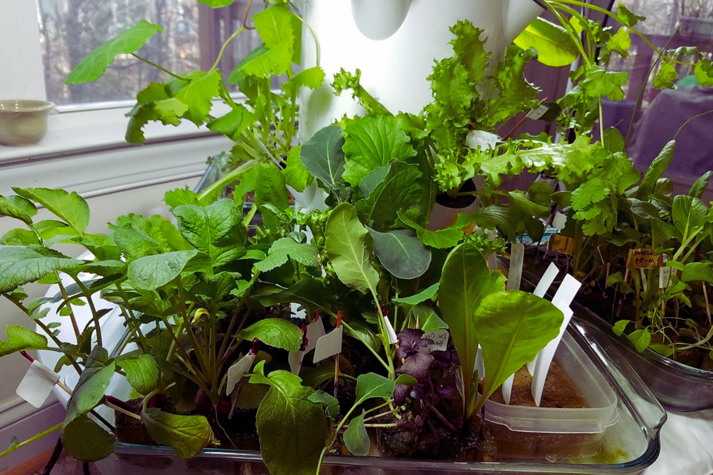 Tower Garden Seeds - Non-GMO Heirloom Vegetable & Herb Seeds for Hydroponic & Soil Growing