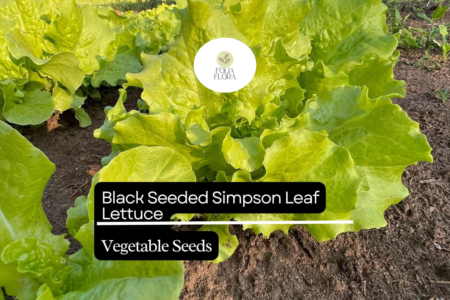 1000 Black Seeded Simpson Lettuce Seeds – Heirloom, Fast-Growing, Heat-Tolerant Lettuce