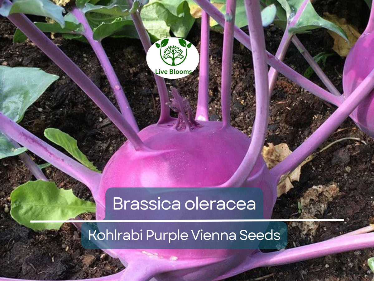 Kohlrabi Seeds 150 Count - Purple Vienna Heirloom (Brassica oleracea) - Organic, Non-GMO, Easy to Grow for Salads & Cooking