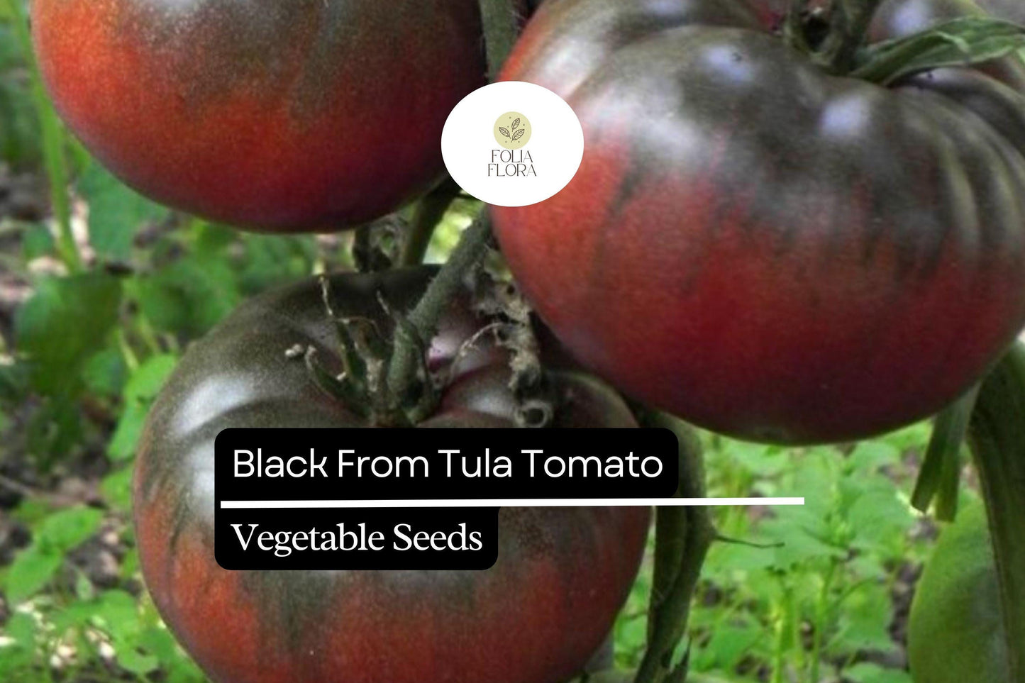 Black from Tula Tomato Seeds – Heirloom Beefsteak, High-Yielding, Rich Smoky Flavor
