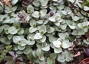 10 Unrooted Cuttings Dwarf Bolivian Wandering Jew Callisia repens Mini Trailing Plant for Pots & Terrariums