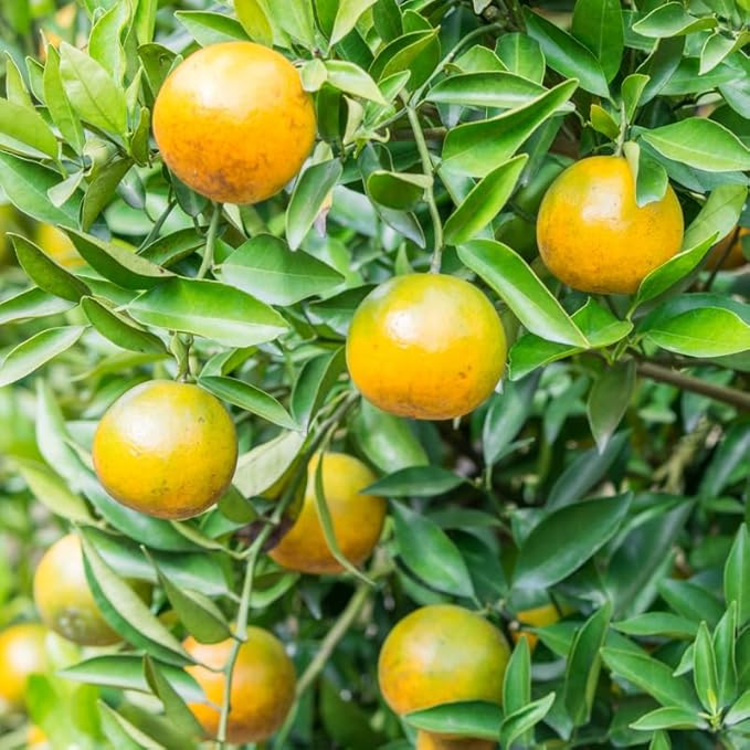 Rooted 2-3” Calamansi Plant | Calamondin Citrus × microcarpa | Compact Hardy Citrus Tree for Container Gardening