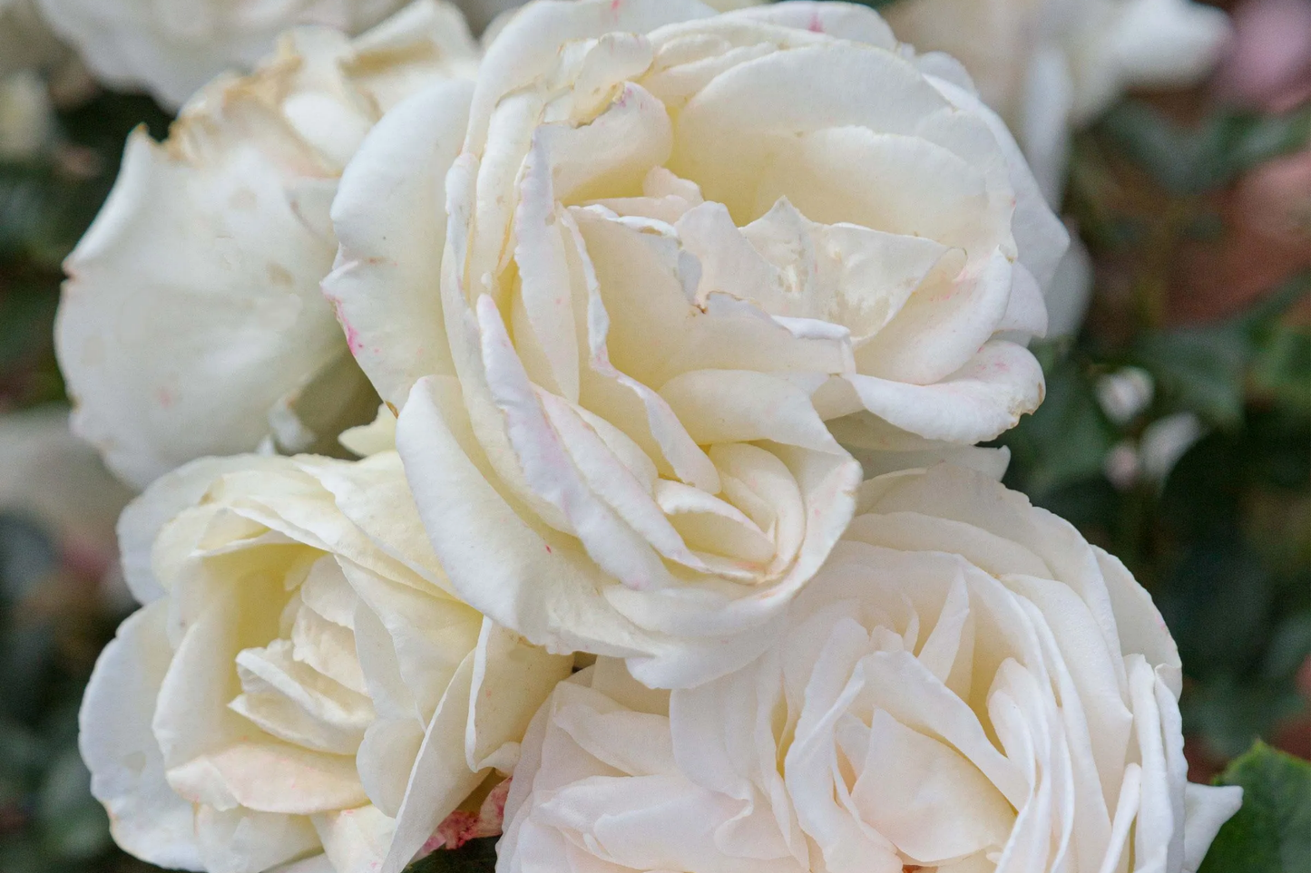 Top Cream™ Rose 1.5 Gal Hybrid Tea Fragrant White Bloom Own Root Disease-Resistant Zones 5-10