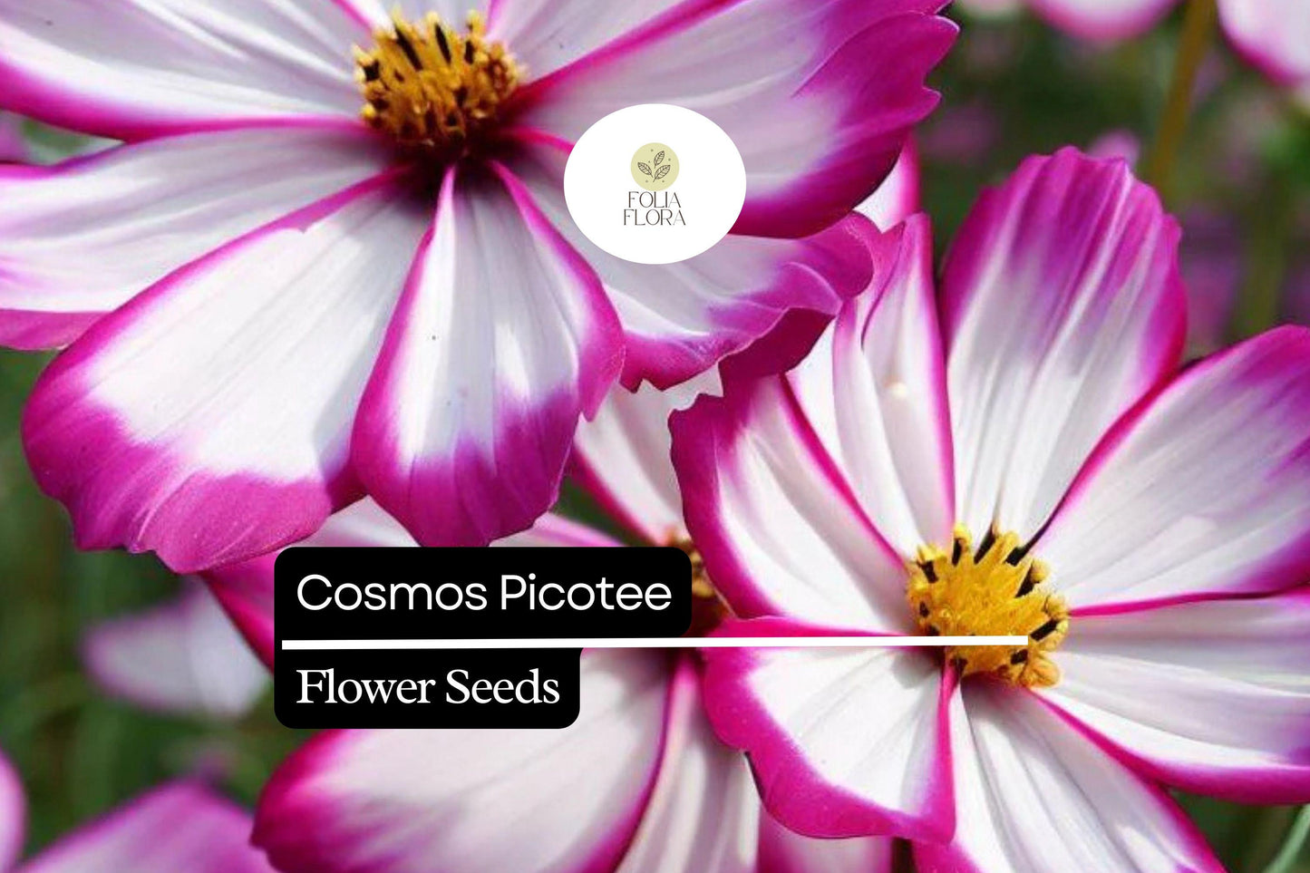 1g Cosmos Picotee Seeds - Hardy Annual Wildflower with Unique Bicolor Blooms for Pollinator Gardens