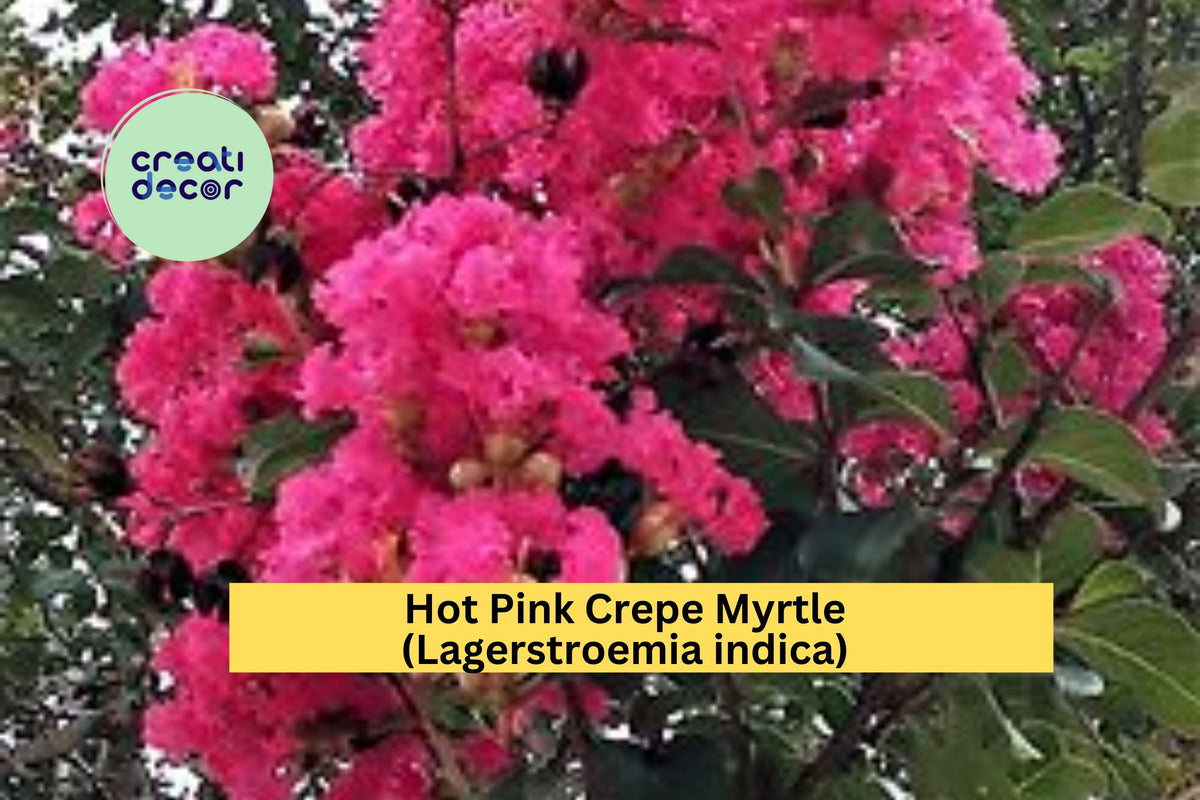 Hot Pink Crepe Myrtle Tree - 2 Rooted Lagerstroemia indica Cuttings for Garden or Landscape